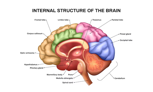 Human Brain