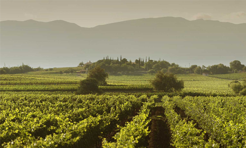 Bolivian-vineyard