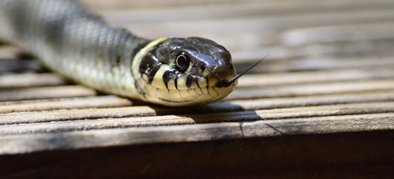 What Are the Top 10 World’s Deadliest Snakes