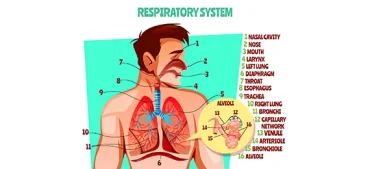 Respiratory System Quiz With Answers: 8 Weird Facts