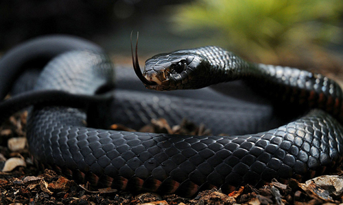 Black Mamba