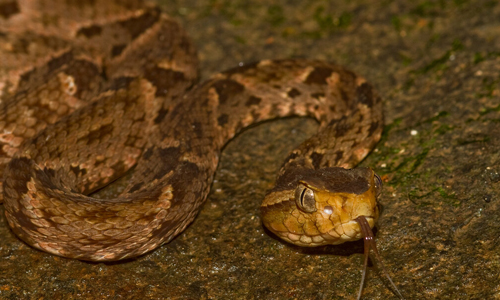 Fer-de-lance