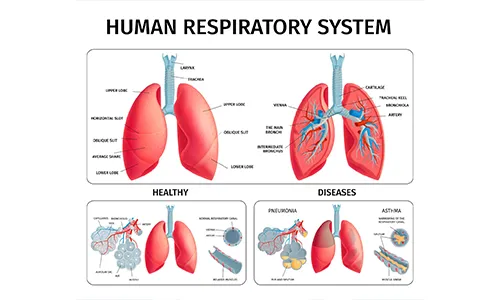  Circulatory System