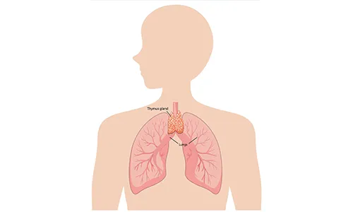  Your Respiratory System