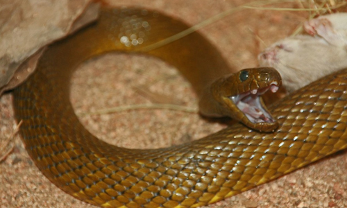  Inland Taipan