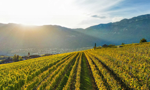 Vineyards-in-Tibet