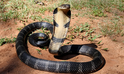 King Cobra
