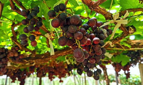 Nepalese-Vineyard