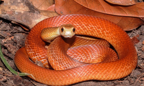Coastal Taipan