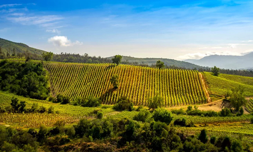 Wines-of-Chile