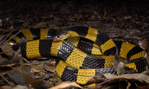 Banded Krait