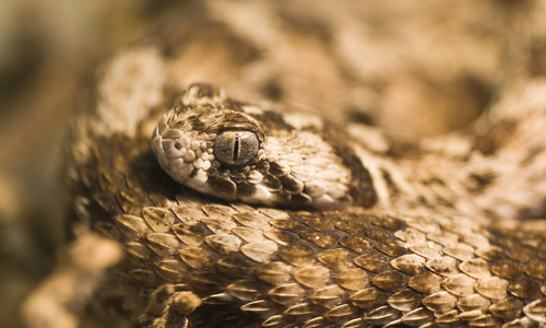 Saw-scaled Viper