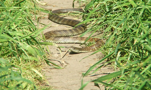 Tiger Snake