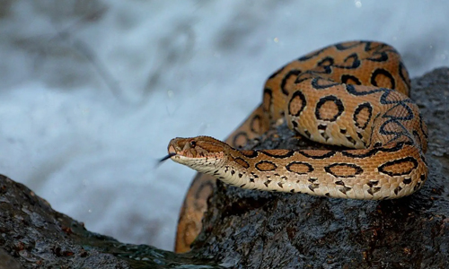 Russell’s Viper