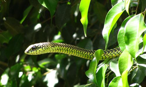 Boomslang