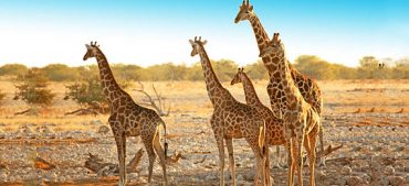 How Do Giraffes Protect Themselves?