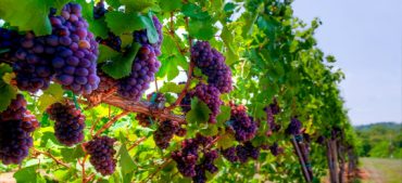 World's Highest Vineyard: Where Wine Touches the Sky
