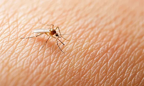 Why Iceland Does Not Have Mosquitoes