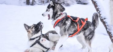 Why Dogs Are Banned in Antarctica?