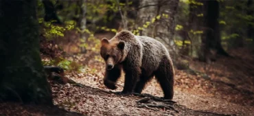 Are Grizzly Bears Extinct in California? The Real Story