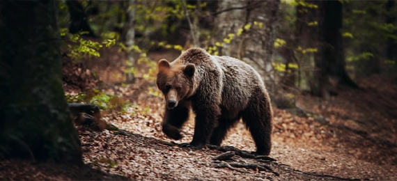 Are Grizzly Bears Extinct in California? The Real Story