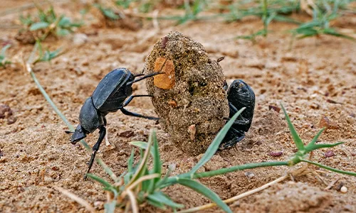 What Is a Dung Beetle