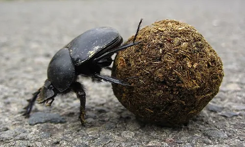 Why Do Dung Beetles Roll Poop
