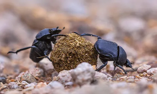 Do With Dung