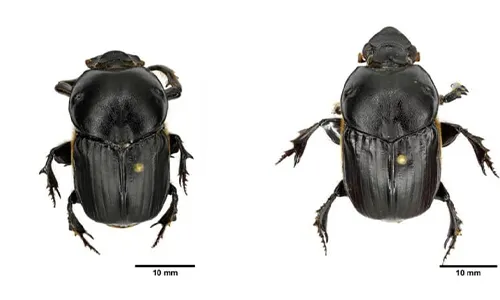 Types of Dung Beetles