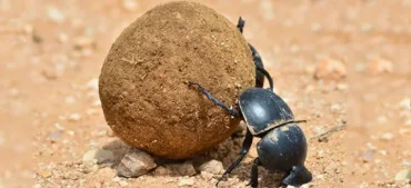 Interesting Facts About Dung Beetles You Should Know