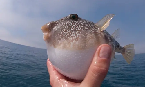 Poisonous-pufferfish