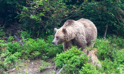 Wild grizzly bear standing in a forest habitat