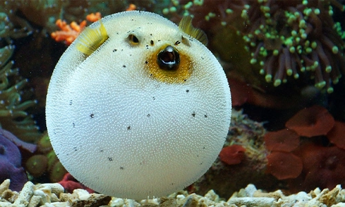 Tetraodontidae-pufferfish