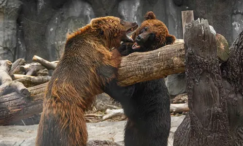 brown-bears-playing-wildlife
