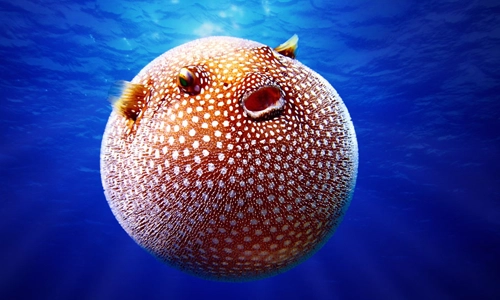 Pufferfish-species