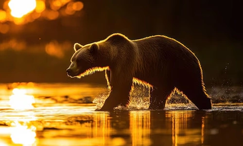 Silhouette of a bear walking through a river at sunset