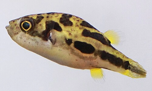 Fugu