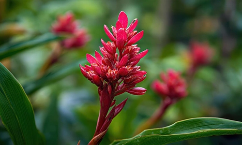 Ginger