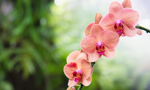 Orchid