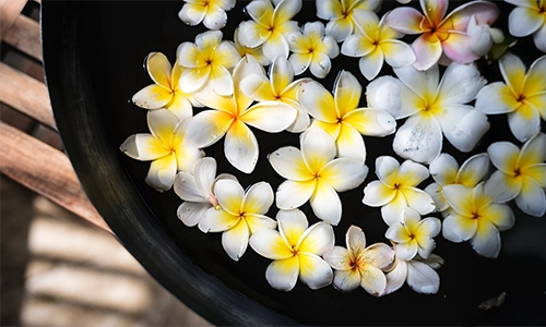 Plumeria (Melia Frangipani)