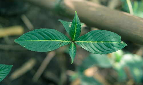 Ti Leaf