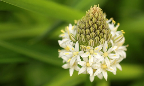 Tuberose