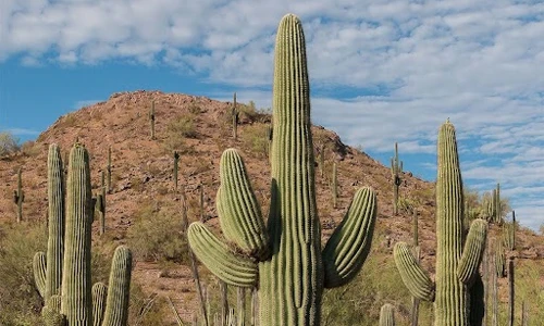  What is a Saguaro Cactus