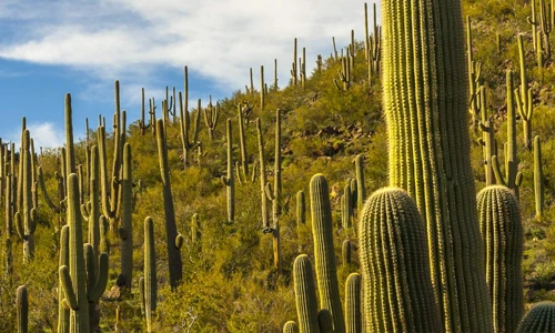 The Saguaro as an Ecosystem