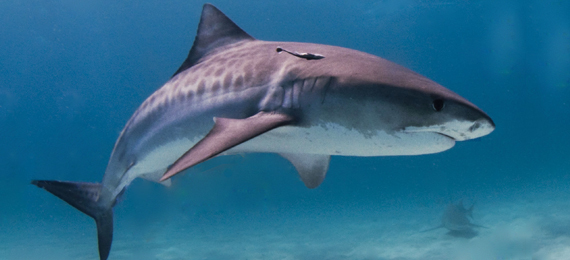 Can Sharks Get Cancer?
