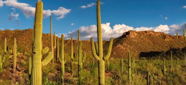 Saguaro Cactus Facts: The Giant of the Desert