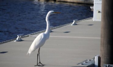 rich-biodiversity-Lake-Pontchartrain
