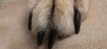Animal Claws Quiz: Can You Guess the Animal?