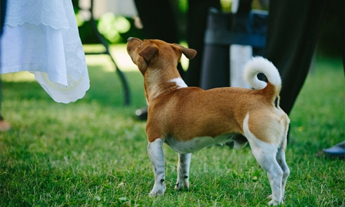 Cute basenji dog playing outdoors at daytime
