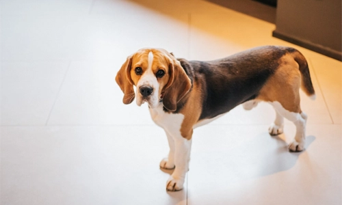 Dog breed with a naturally curled tail showing body language